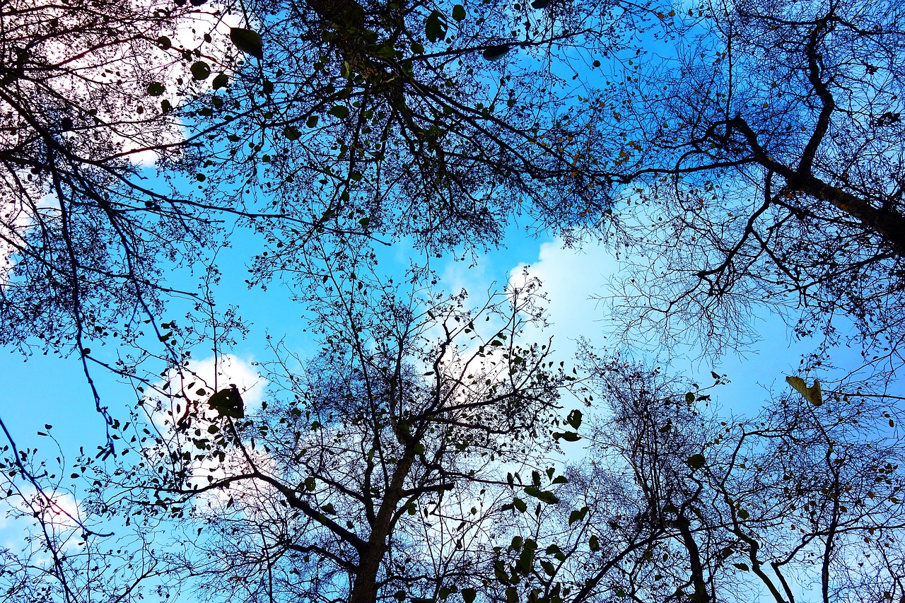 Image - tree tree top branch bare branch