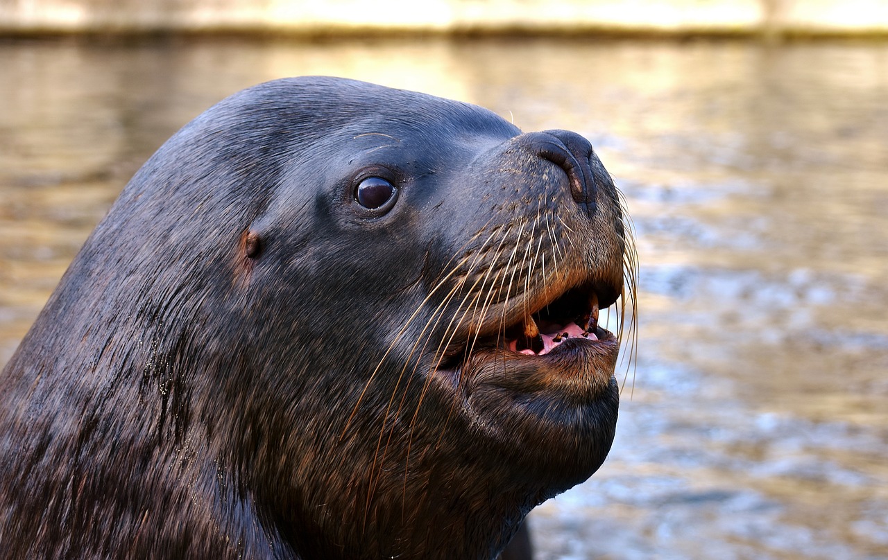 Image - seal sea lion swim water robbe