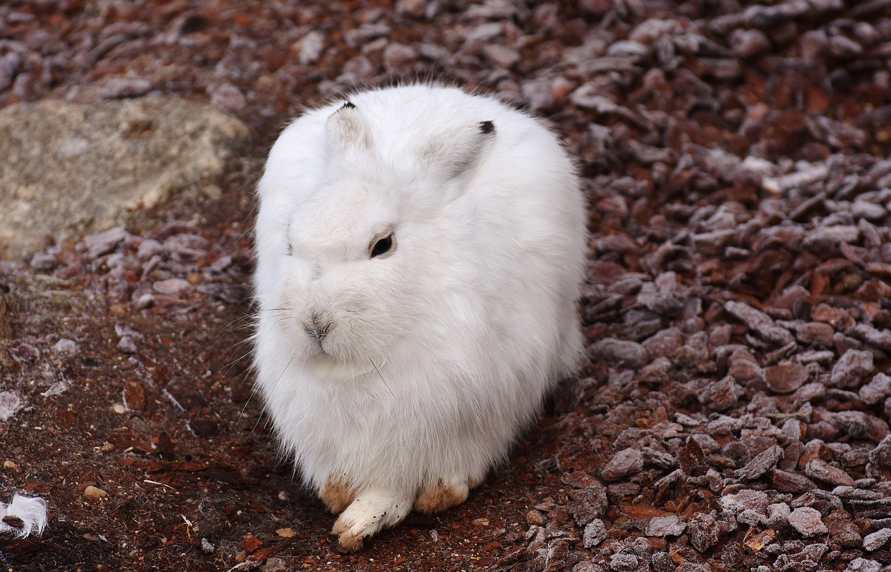 Image - schneehase cute zoo animal