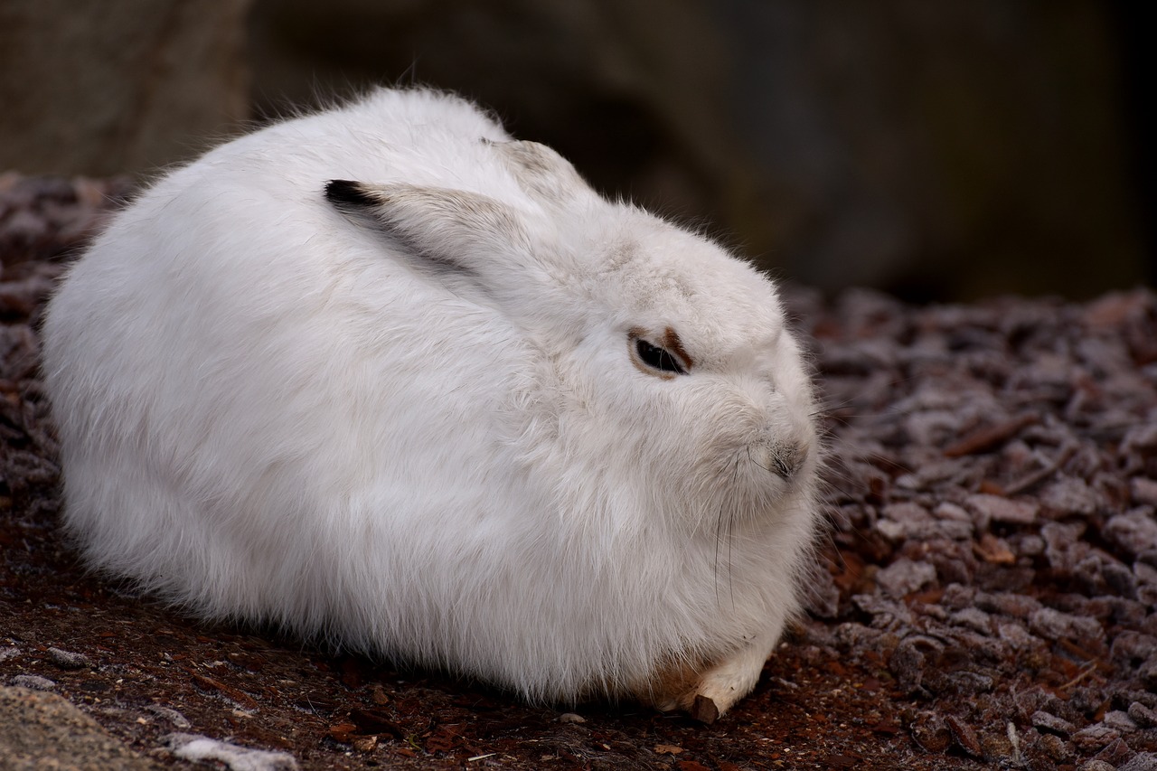 Image - schneehase cute zoo animal