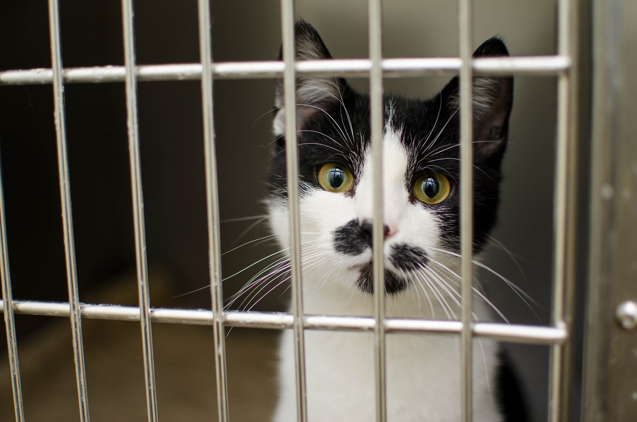 Image - cat sadness sad pet cat youth