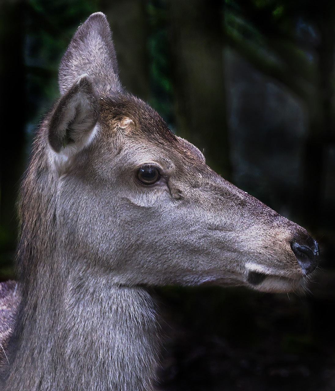 Image - red deer doe portrait