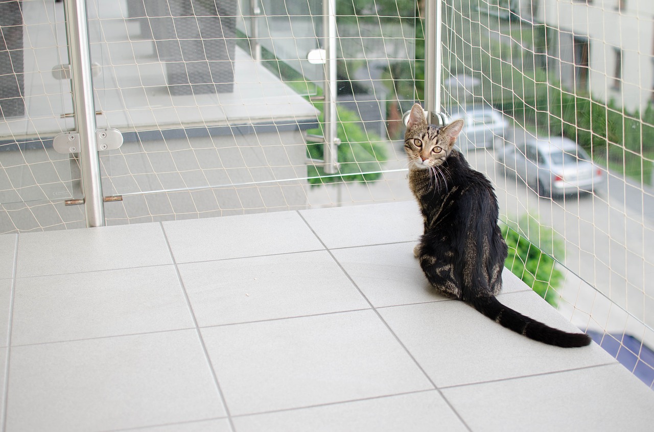 Image - cat bury cat domestic cat the grid