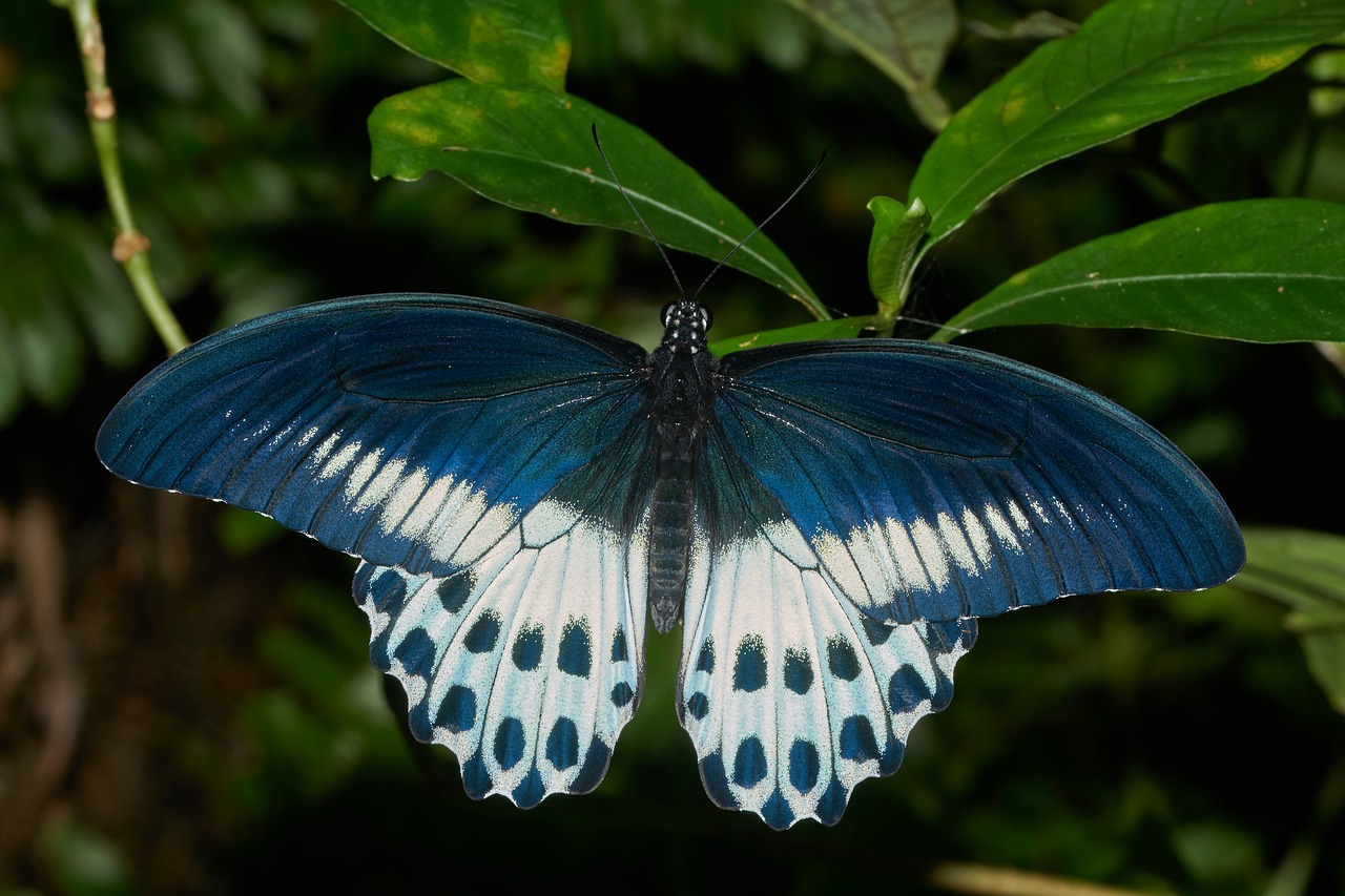 Image - butterfly nature wing insect