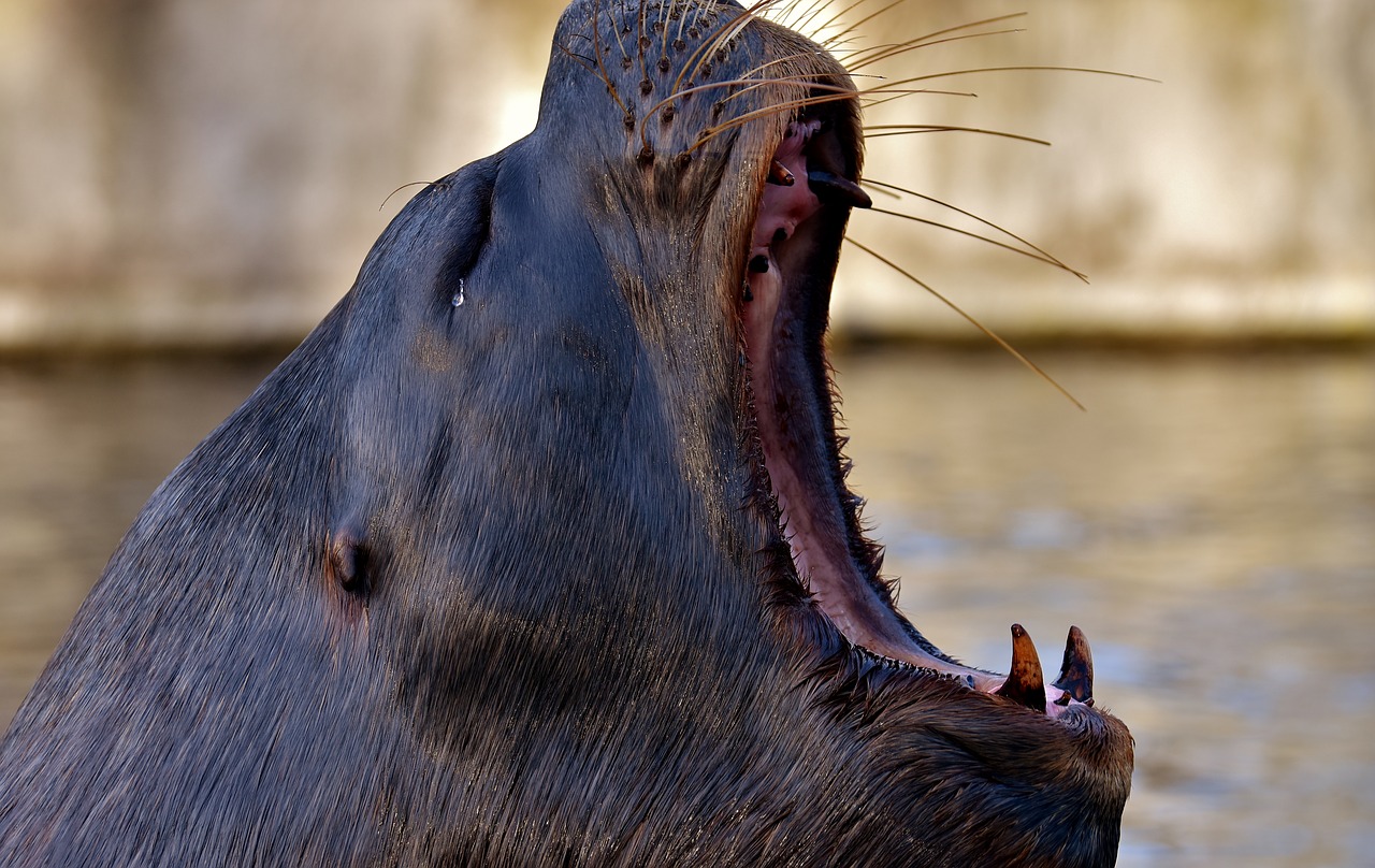 Image - seal sea lion swim water robbe