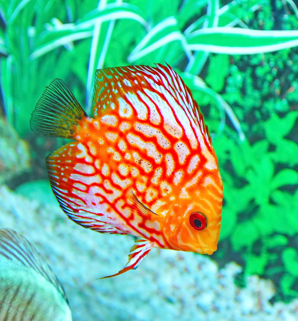 Image - fish aquarium underwater tropical