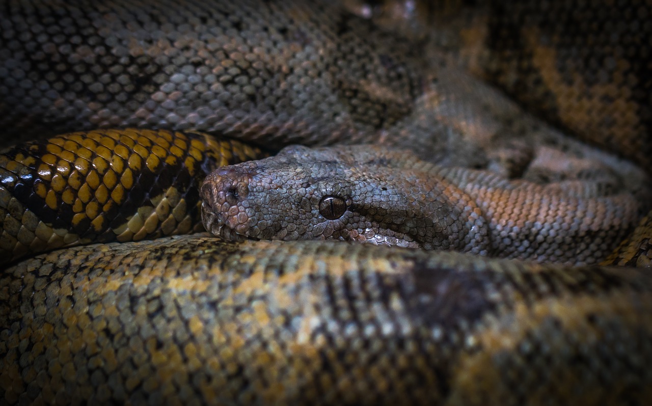 Image - reptile snake living nature animals