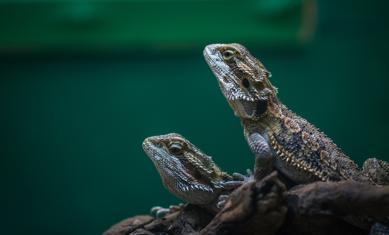 Image - reptile lizard nature living nature