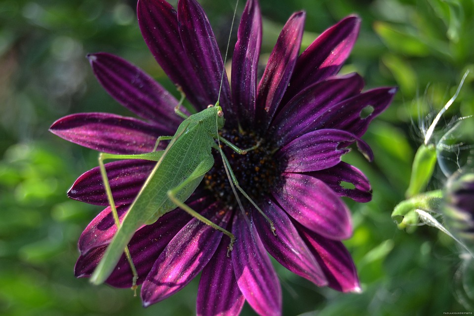 Image - flower nature plant garden summer