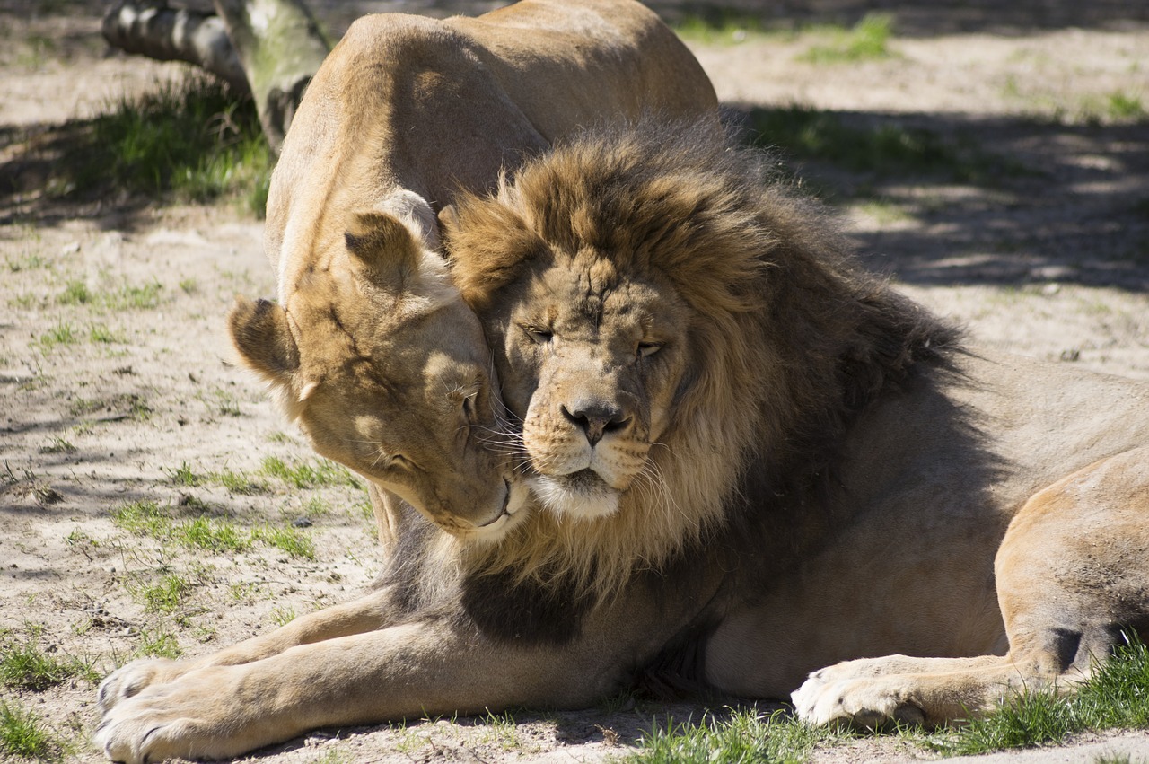 Image - wildlife mammal animal nature lion