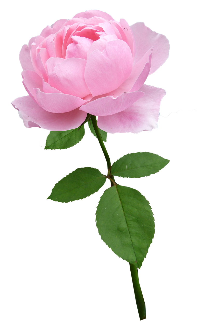 Image - rose stem pale pink flower bloom