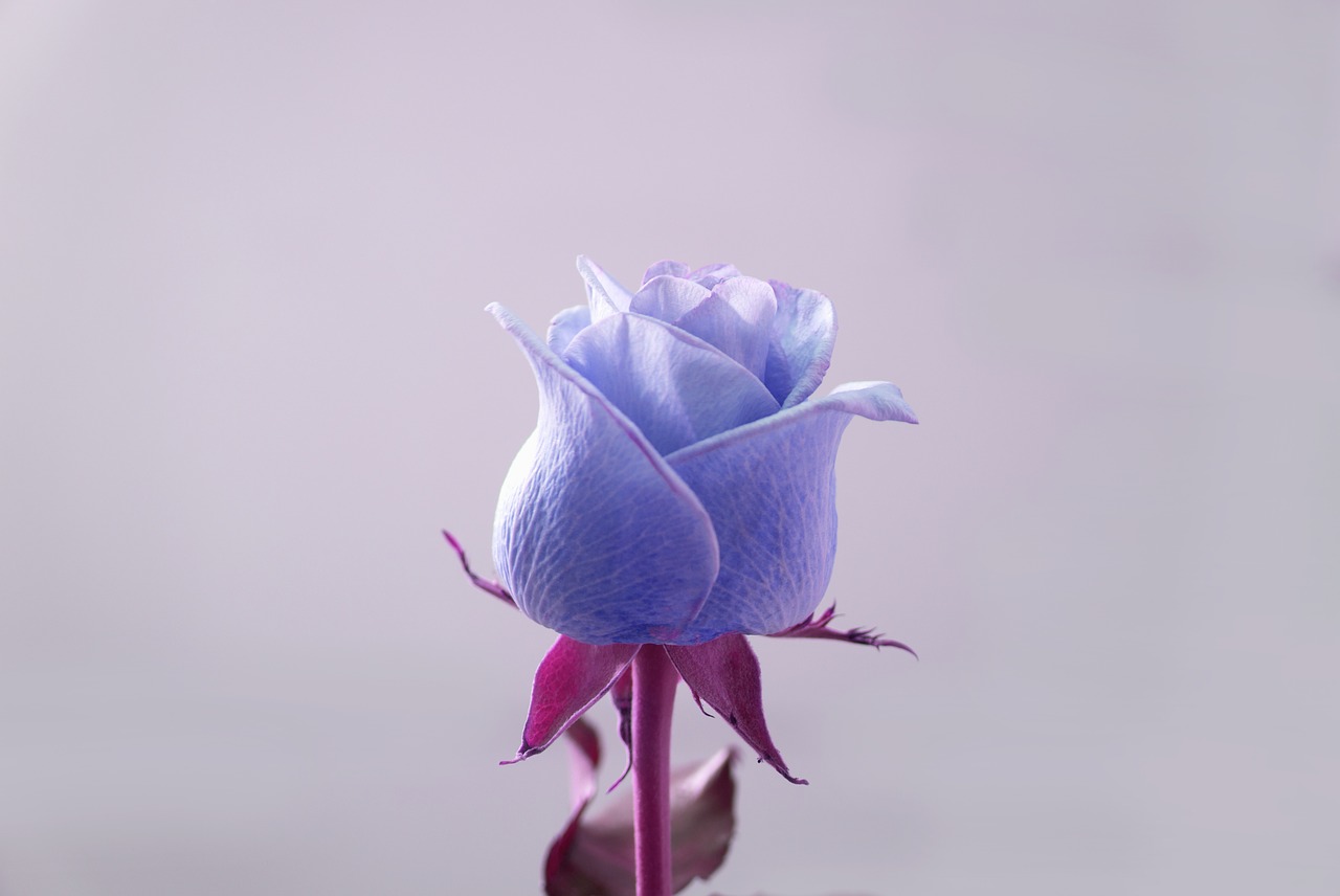 Image - roses emotion love blue purple