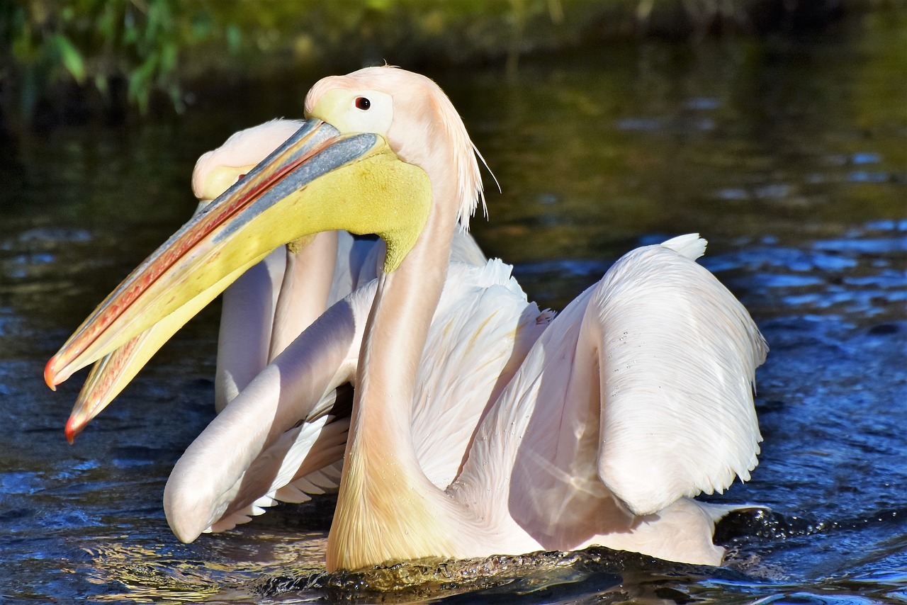 Image - pelikan water bird pink pelican