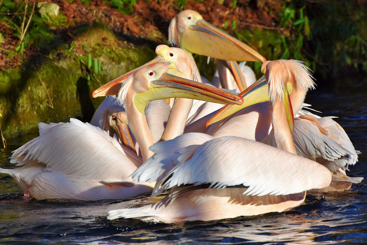 Image - pelikan water bird pink pelican