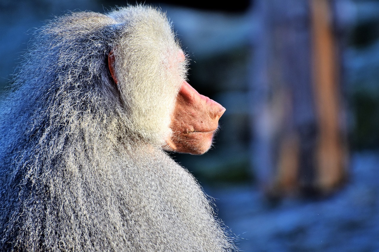 Image - baboon monkey primate creature