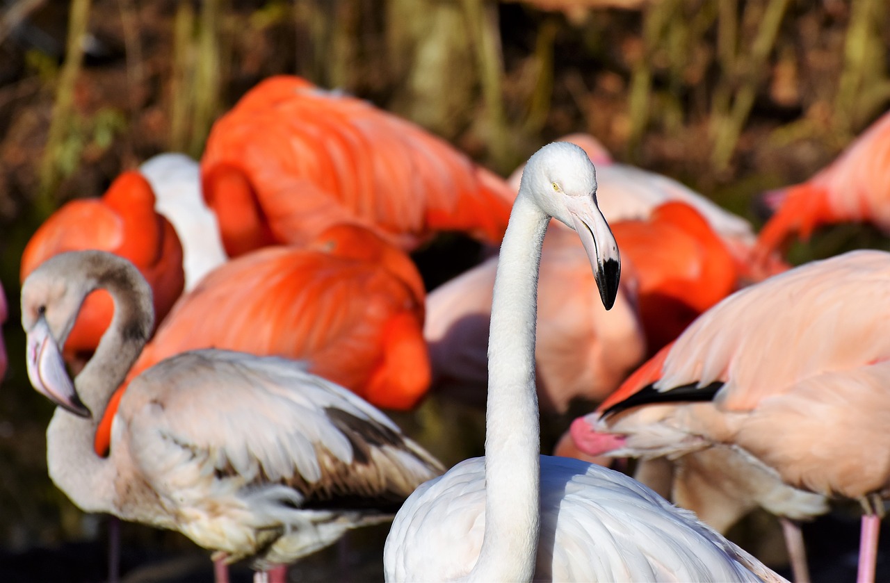 Image - flamingo white flamingo bird pink