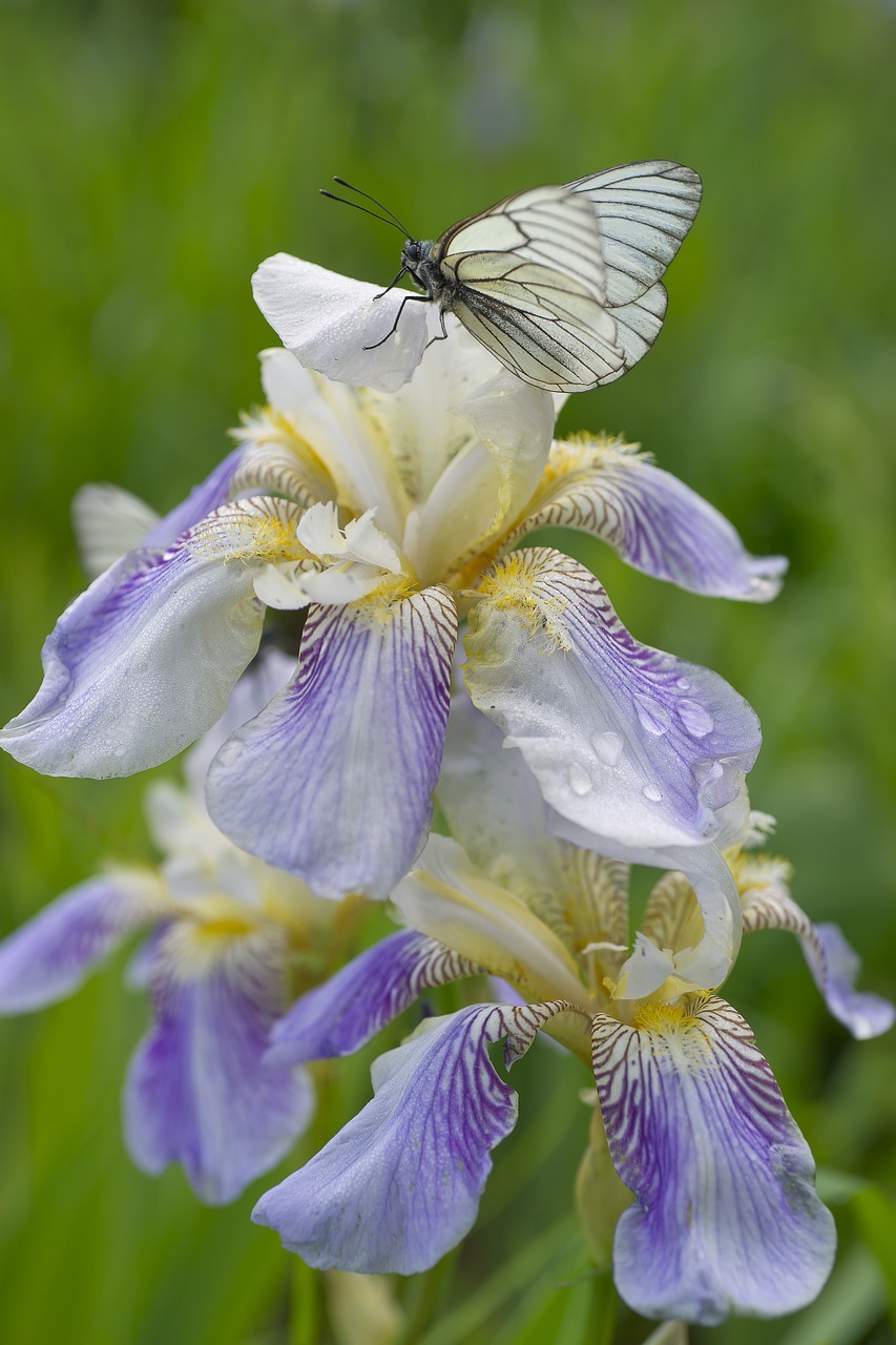 Image - butterfly iris flowers botanica