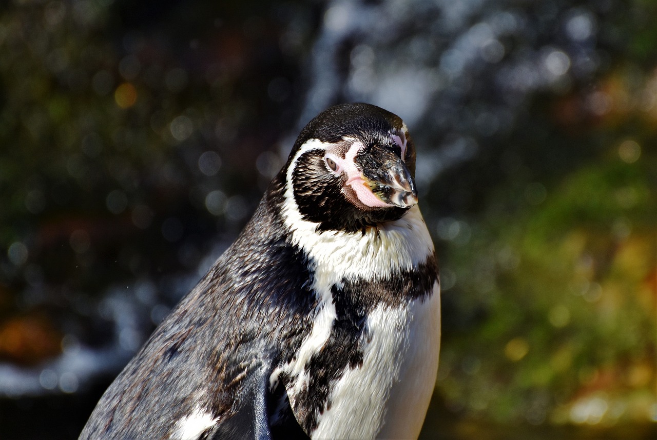 Image - penguin bird water bird animal