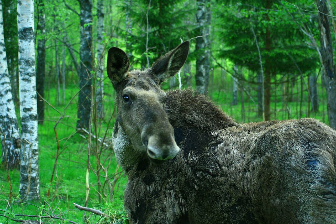 Image - sweden mammal moose wild