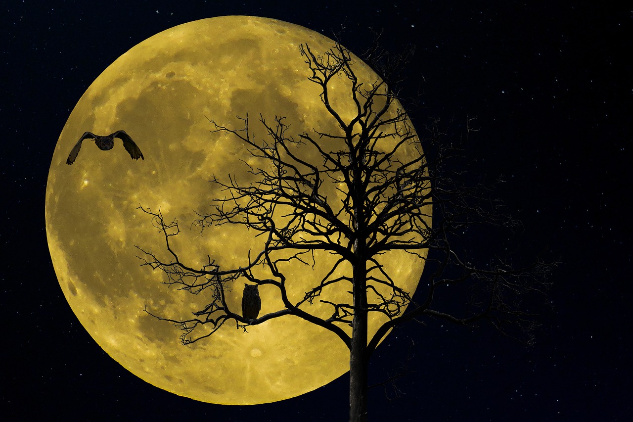 Image - nature landscape tree winter moon