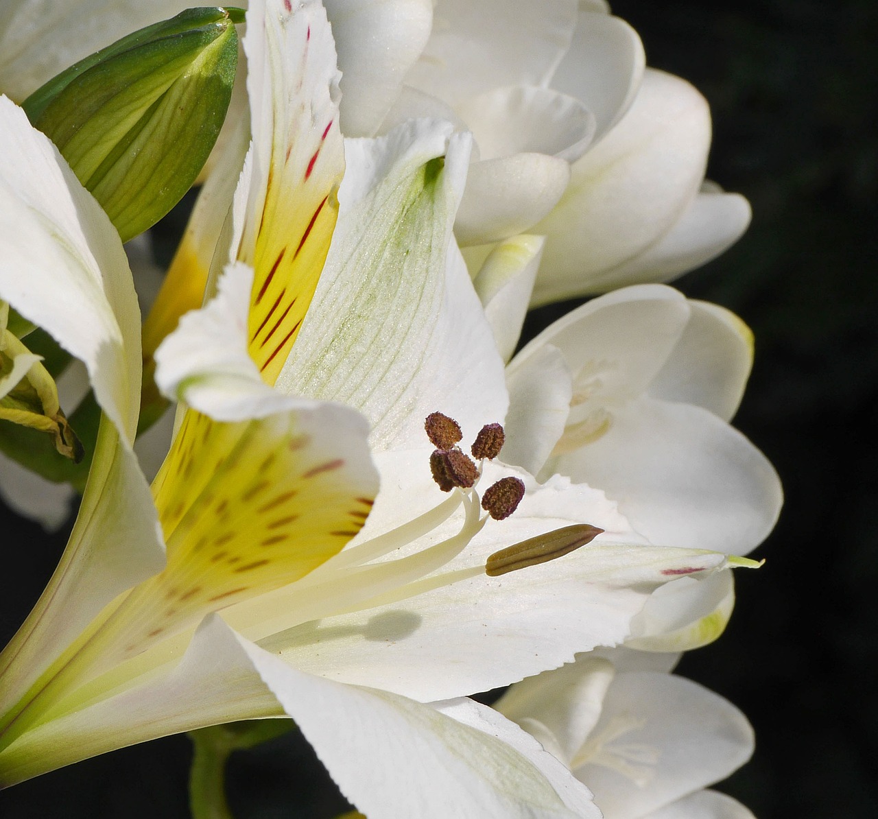 Image - white lily flamed macro petals