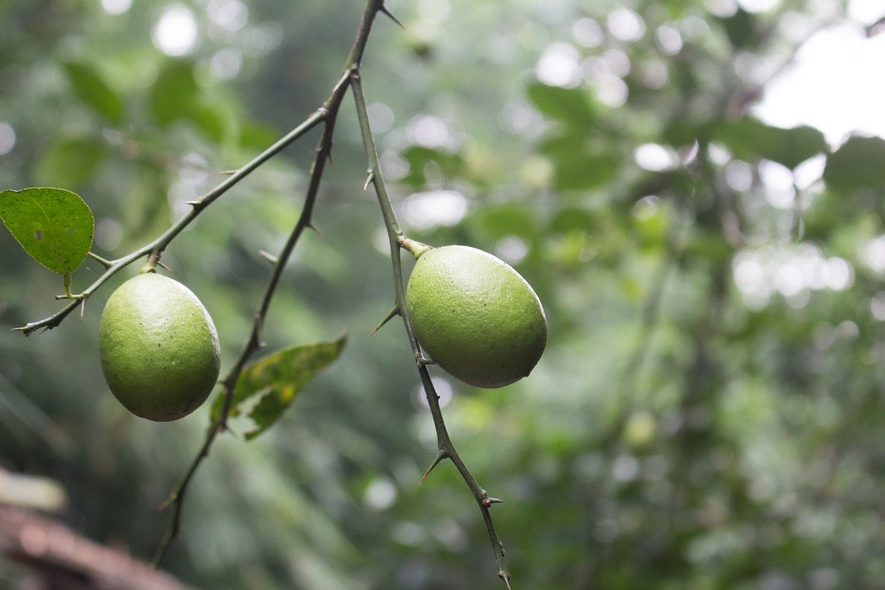 Image - nature tree fruit lemon lime