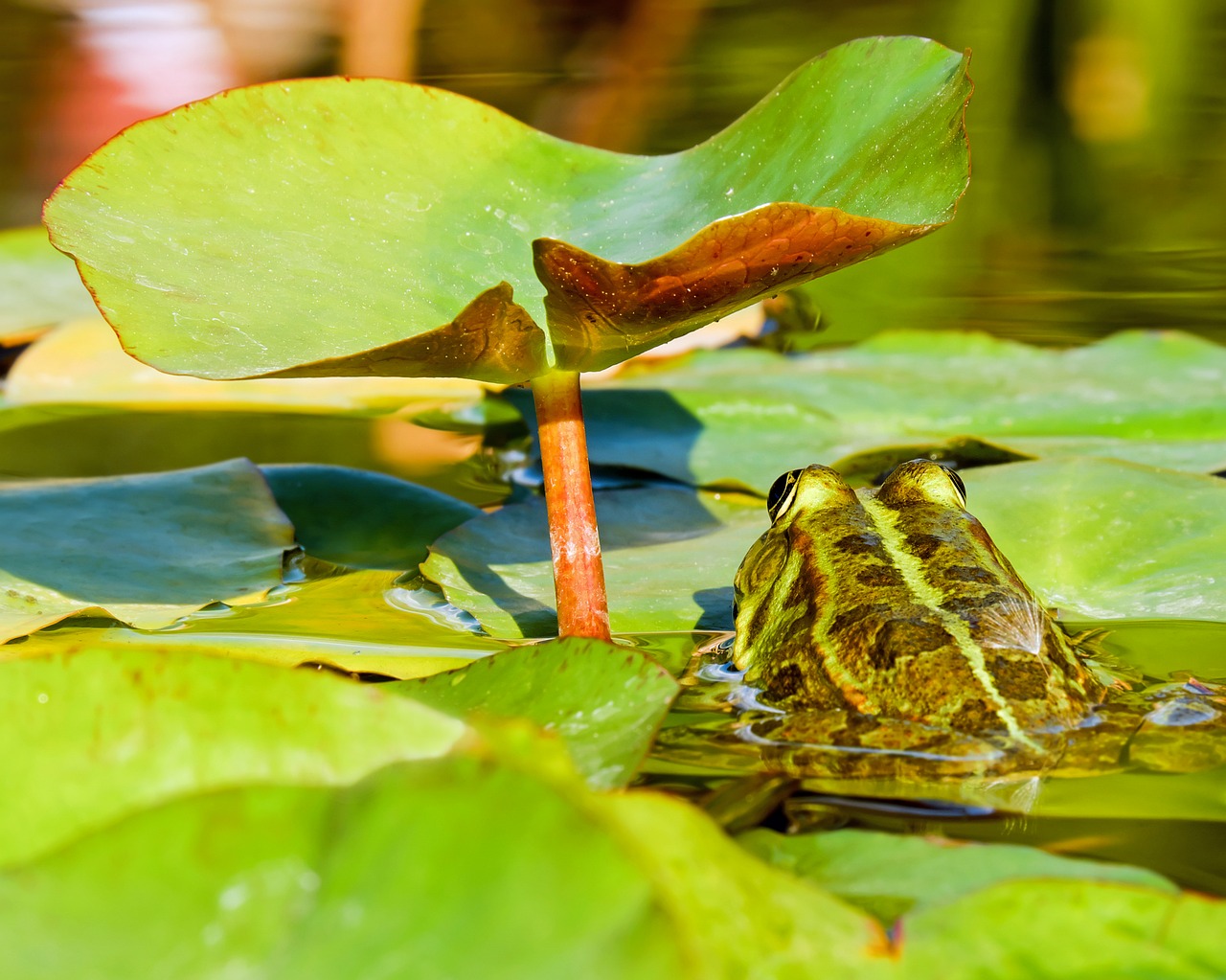 Image - frog water frog frog pond animal