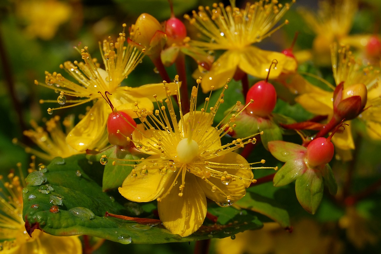 Image - japan natural plant flowers