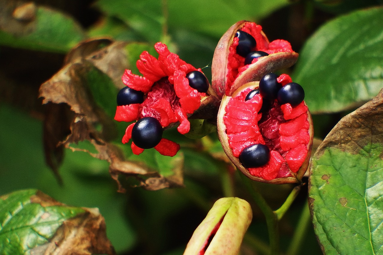 Image - japan natural plant fruit species