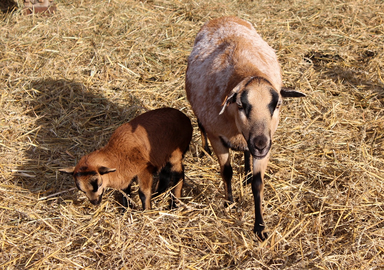 Image - goat animals nature farm animals