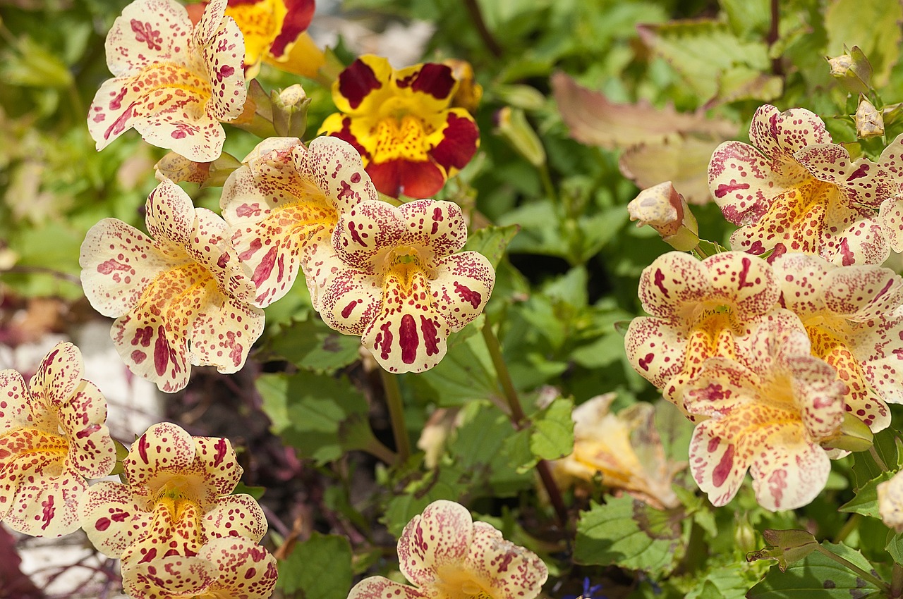 Image - nature plant sheet garden summer