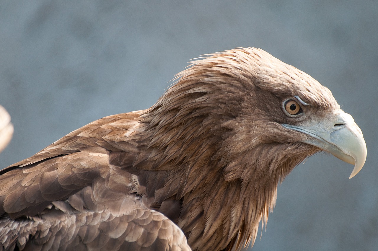 Image - bird of prey eagle bird