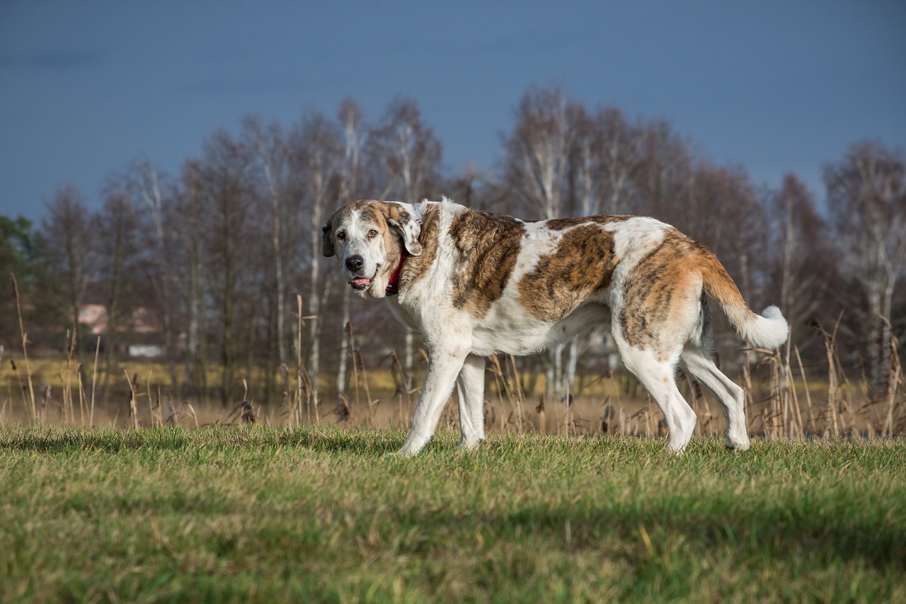 Image - mammal animal grass nature dog