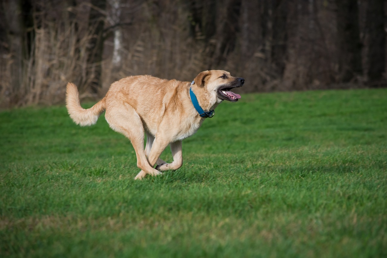 Image - grass dog animal mammal pet