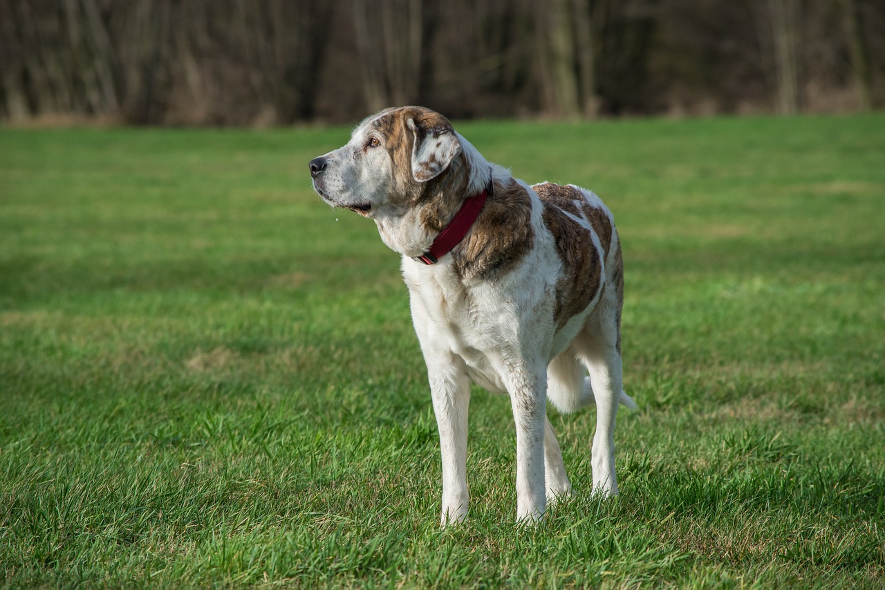 Image - dog grass mammal animal mastin