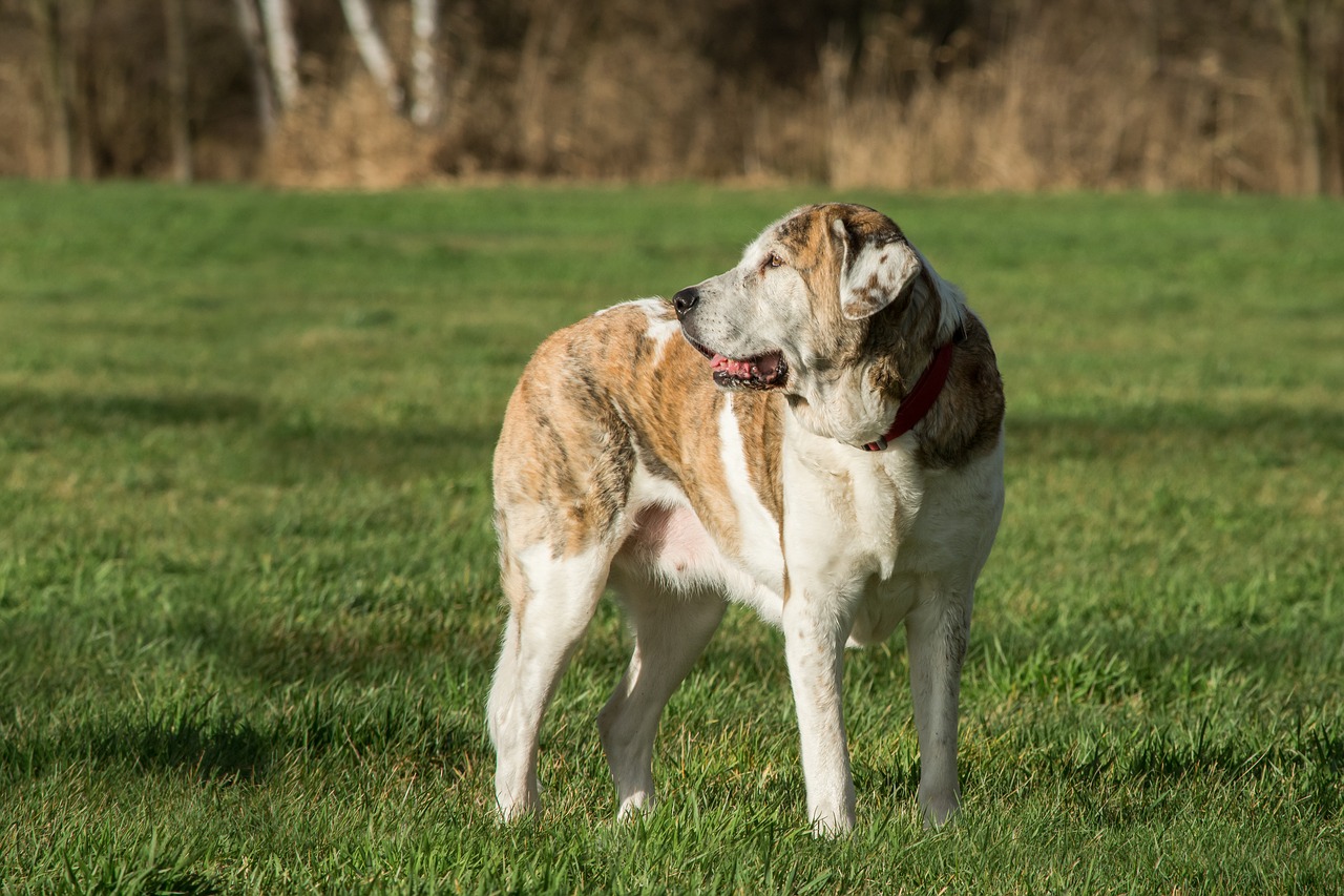 Image - dog mammal animal grass mastin