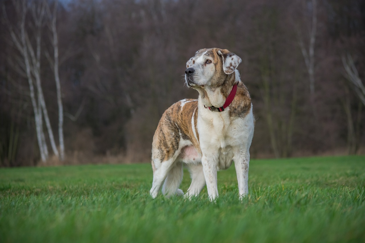 Image - grass animal dog meadow field