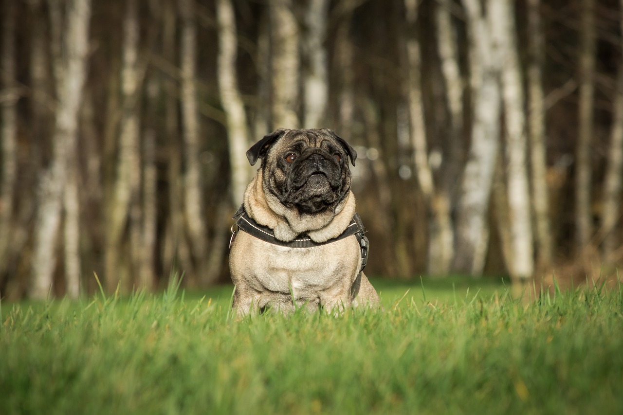 Image - nature grass animal dog pug cute