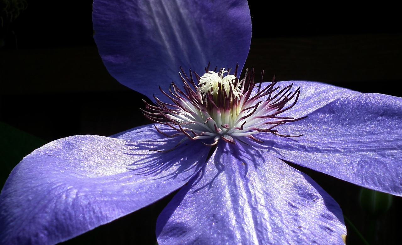 Image - flower clematis blue nature plant