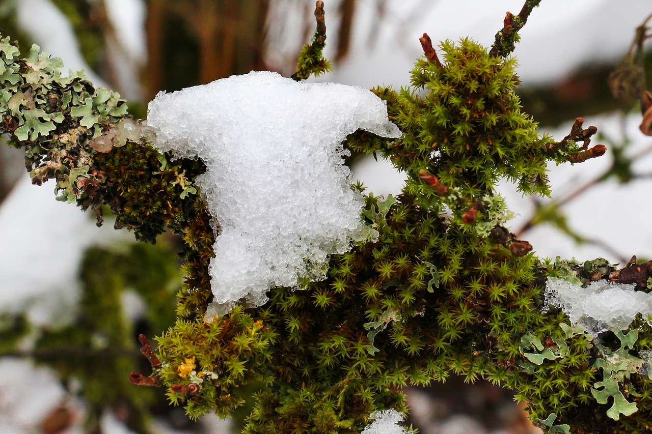 Image - tree winter nature moss snow