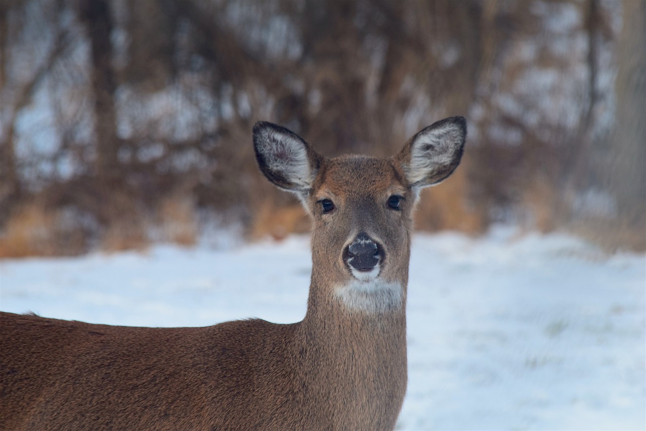 Image - deer wildlife mammal winter snow