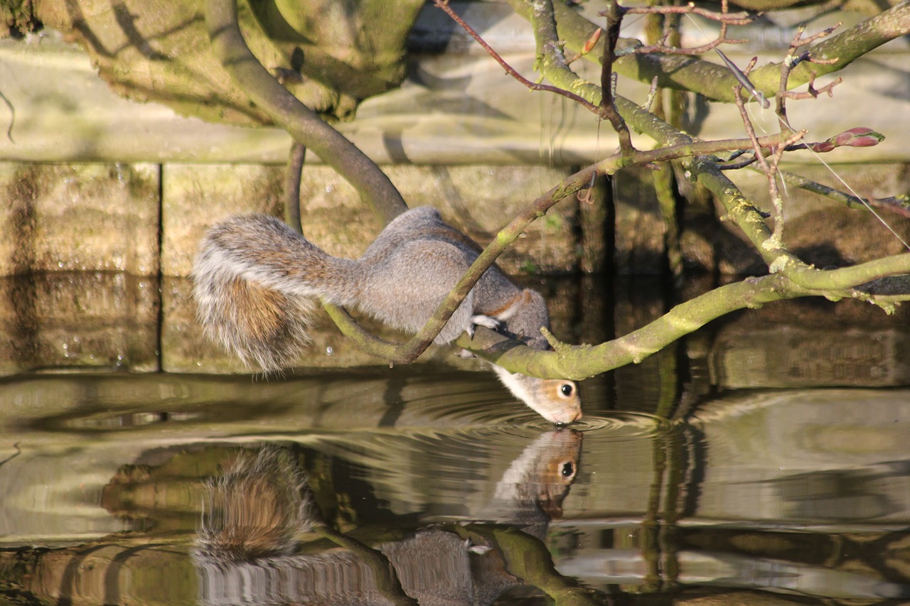 Image - nature water animal squirrel