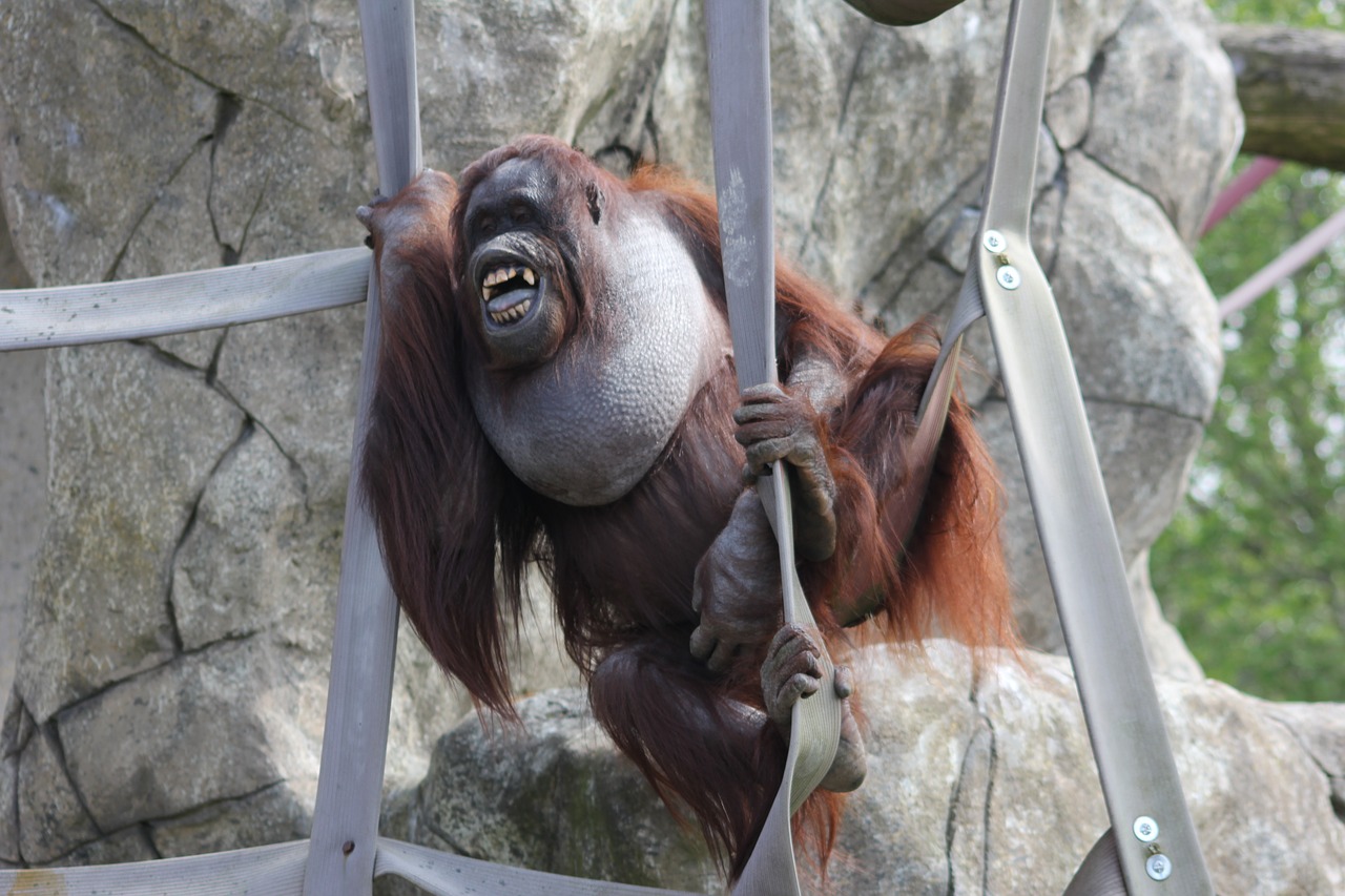 Image - nature animal mammal orangutan zoo