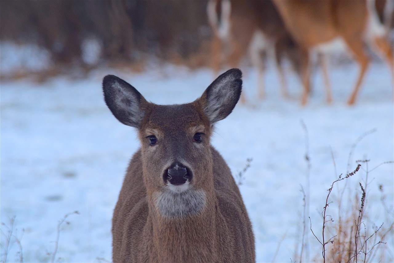 Image - deer wildlife mammal winter snow