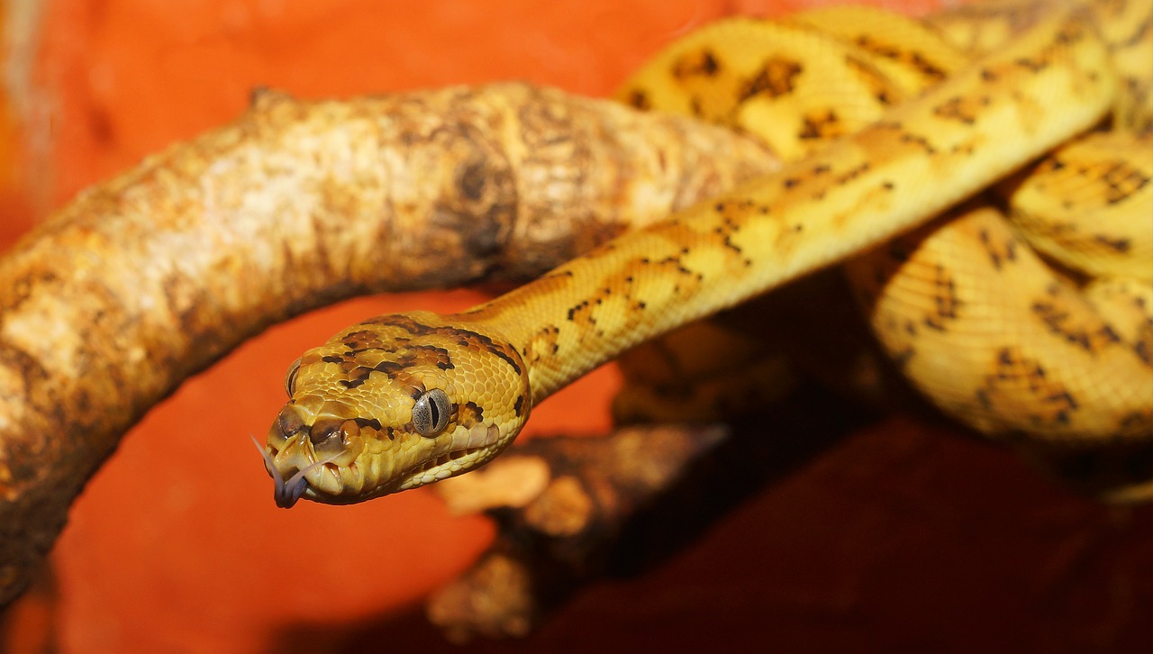 Image - snake reptile python diamond python