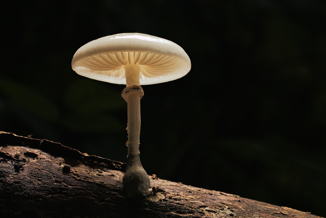 Image - mushroom nature wood