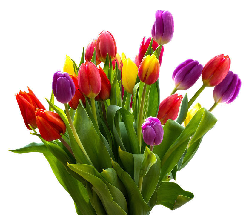 Image - tulip bouquet nature easter flower