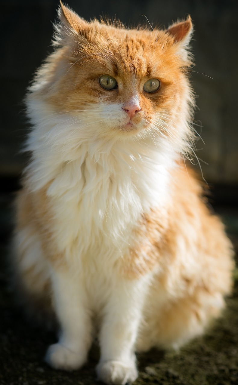 Image - cat in the doghouse feline