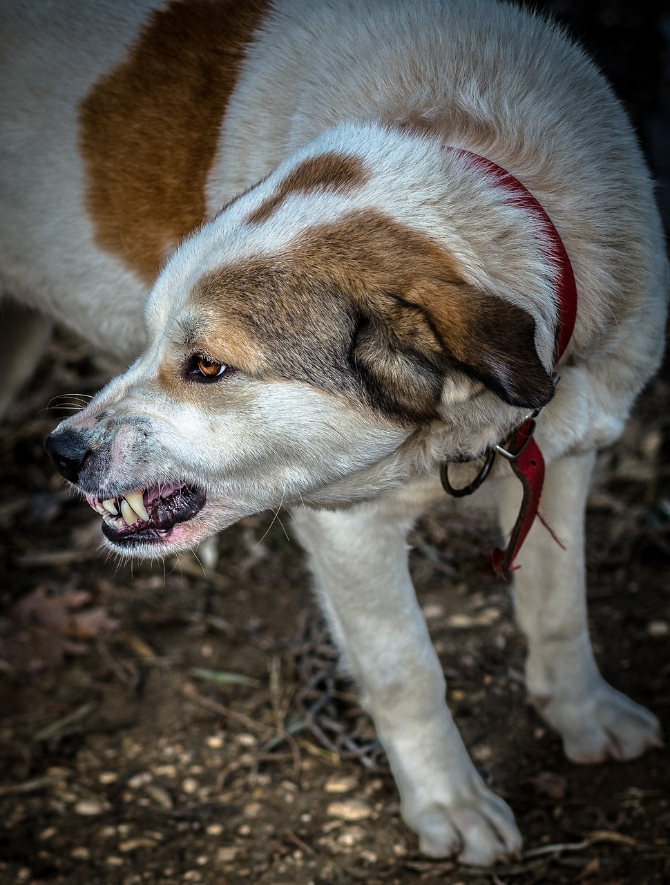 Image - dog wild hatred pet attack