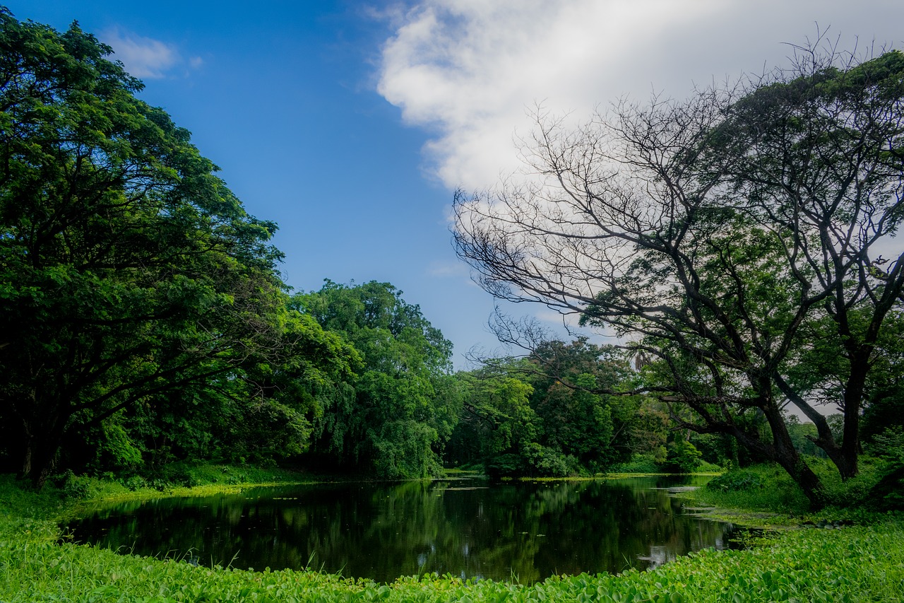 Image - tree nature landscape grass